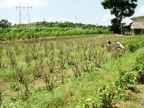 yelagiri tour package