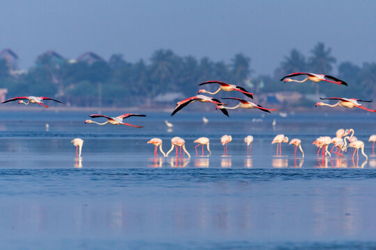 Chennai to Pulicat
